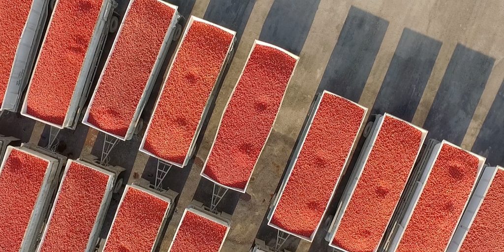 Tomato harvest Campbell