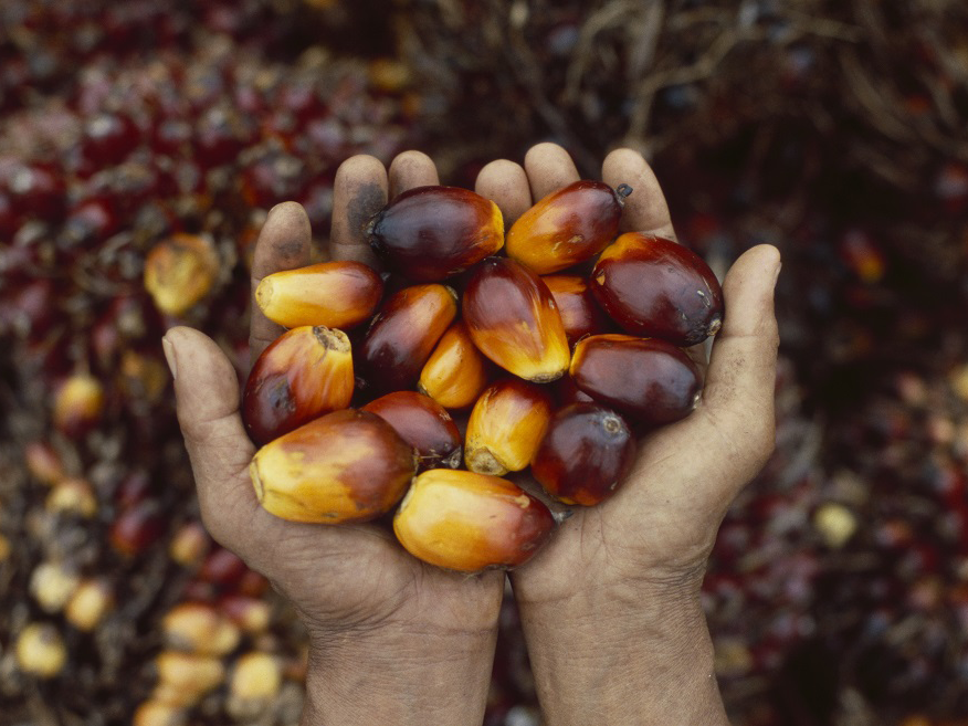 hands holding palm fruit