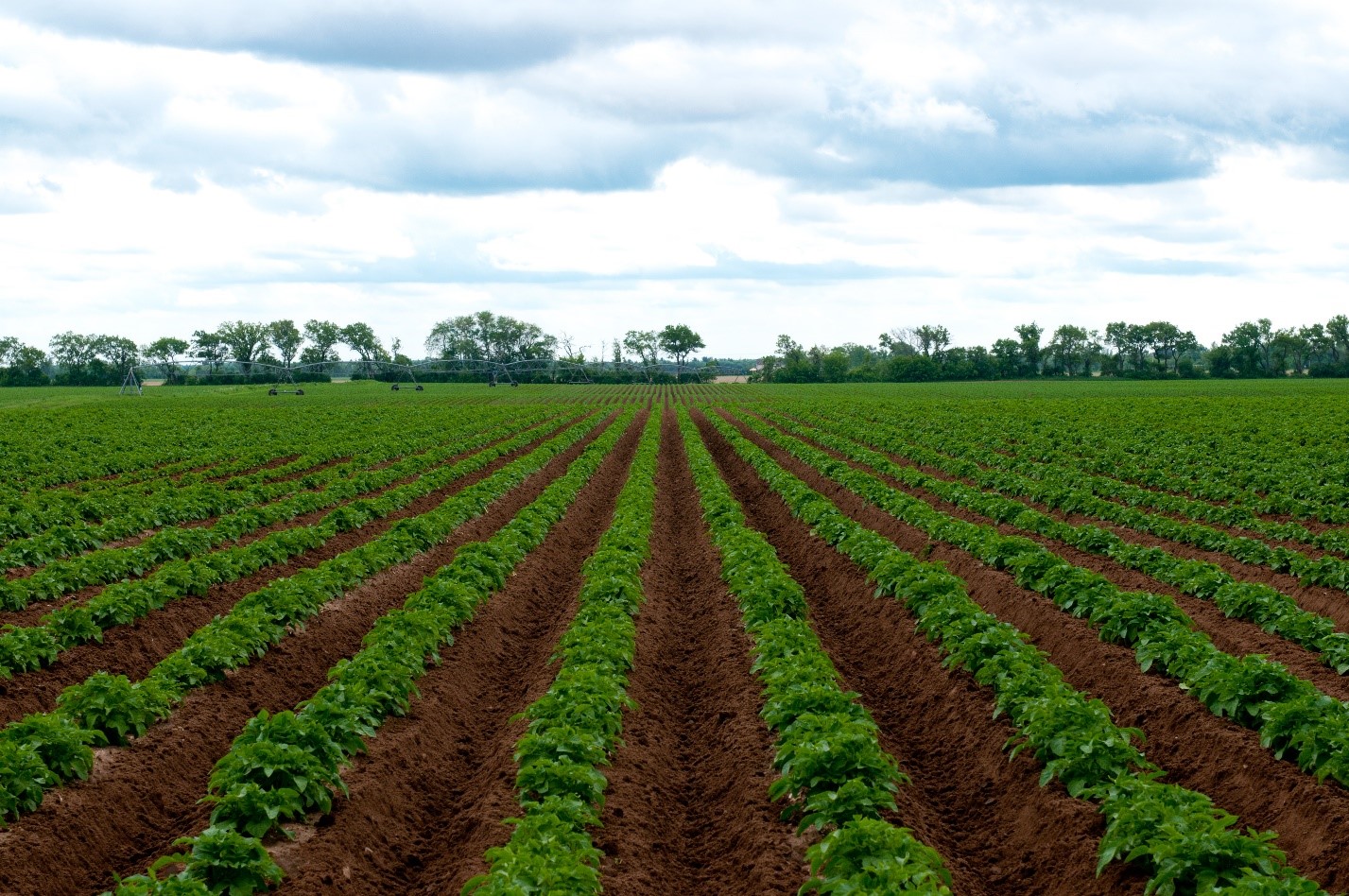 tomato field