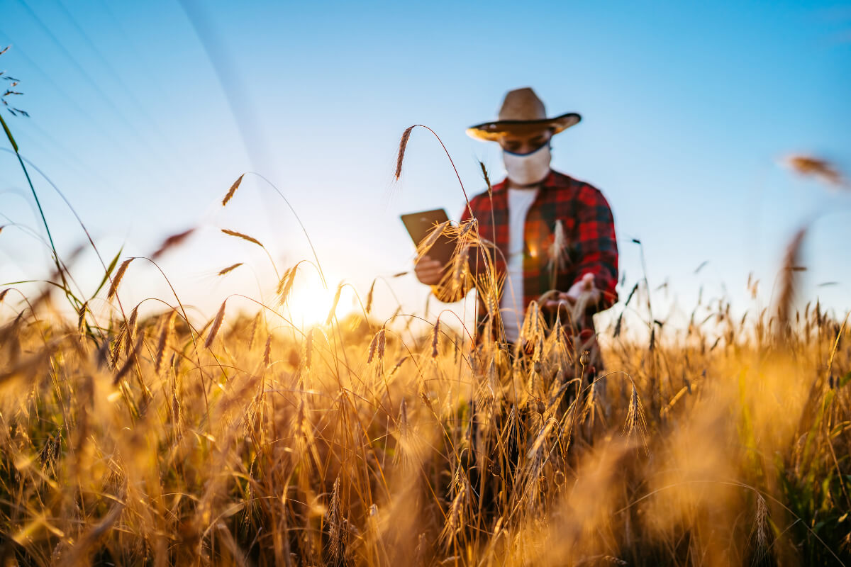 Man wearing face mask with grain crops in the foreground