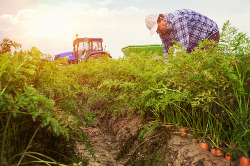 man in carrot crop field with tractor in background