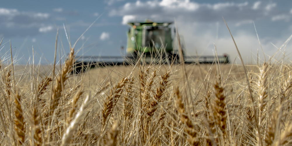 Wheat field|A Combine on the Rose Family Farm