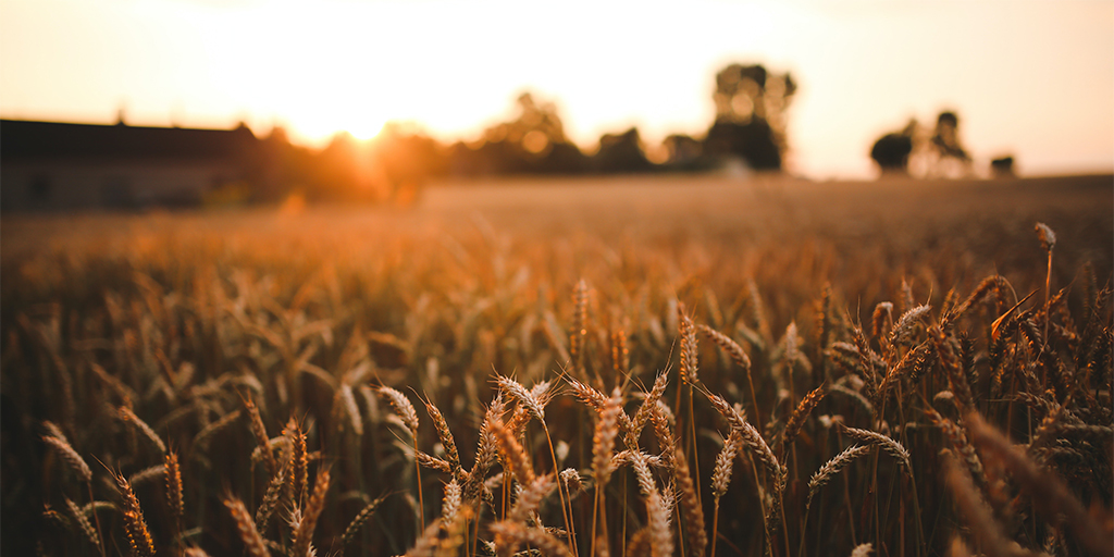 field of grain crop