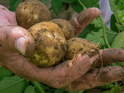 hand holding potatoes