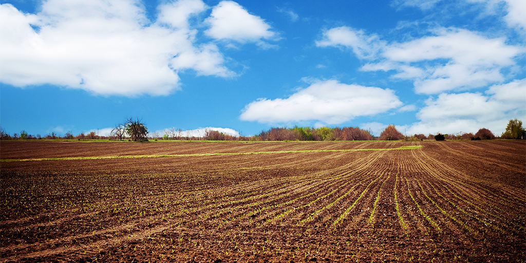 corn field