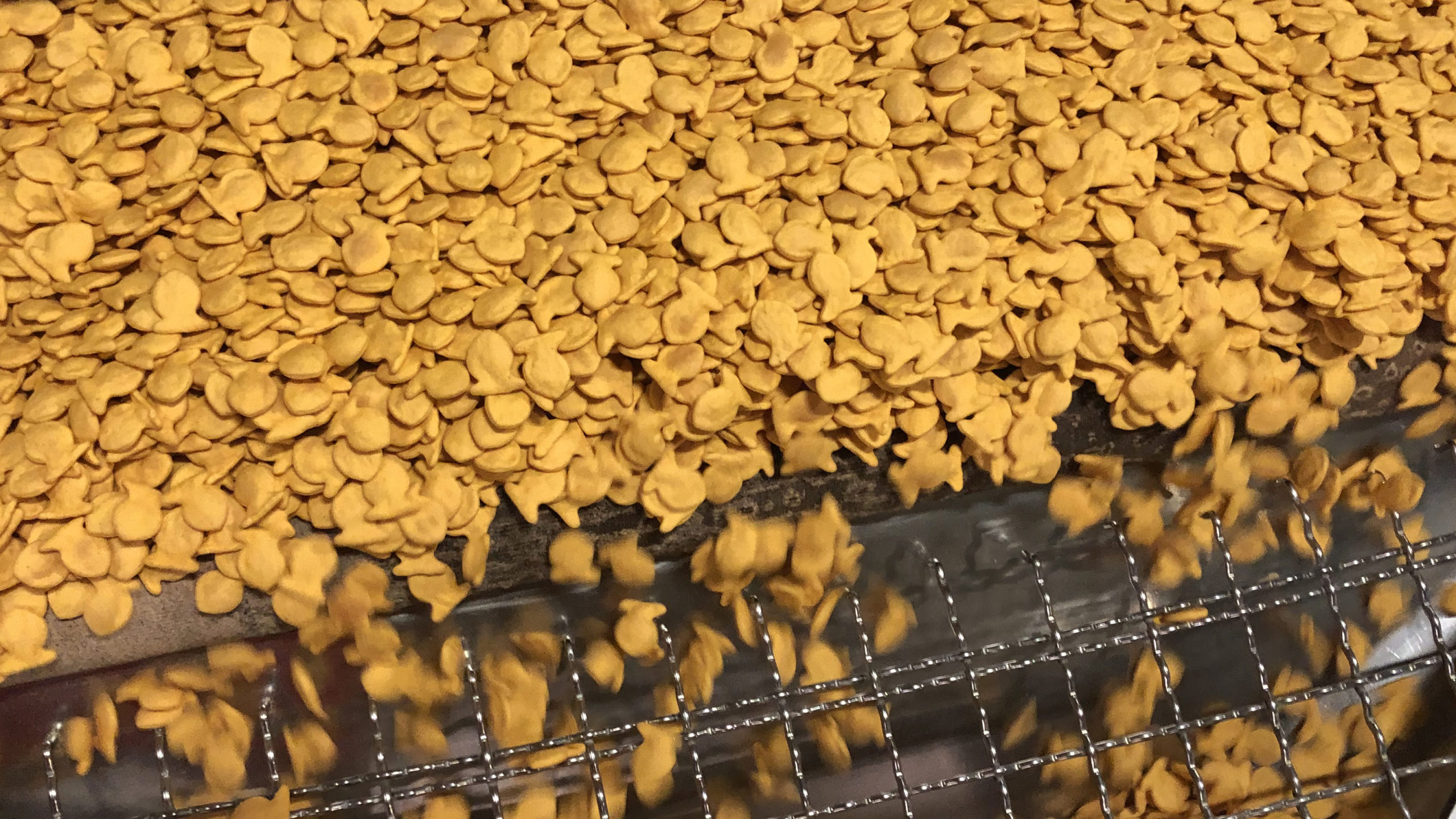 goldfish mega bites on the production line