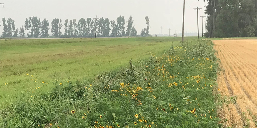 wildflowers at torkelson potato farm