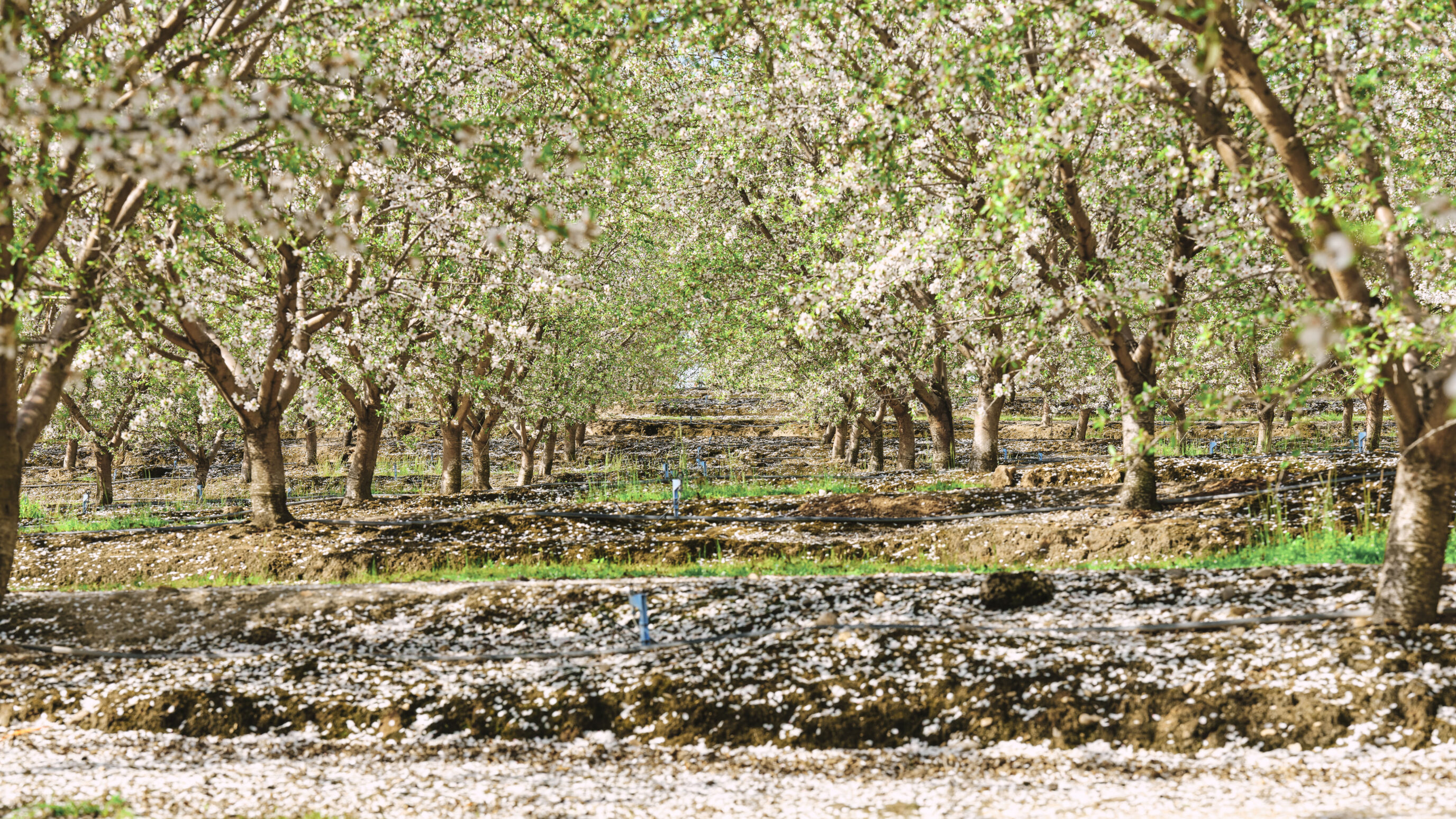 harris woolf almond orchard